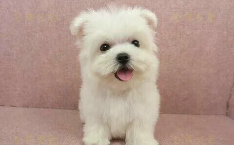 Maltese Puppies Tiny Female