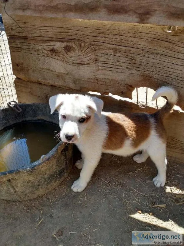 Border Collie puppies
