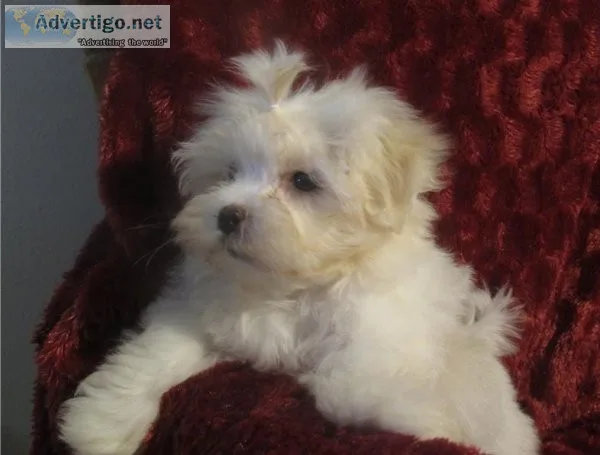 Charming Maltese Puppies Ready For Adoption