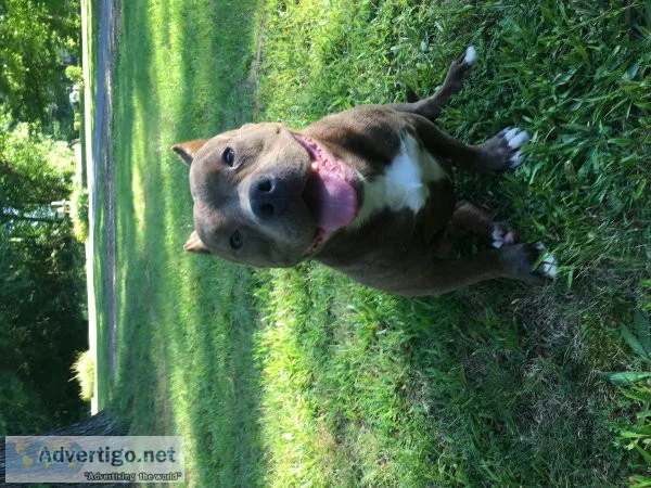 American Bully Pocket Female 13months old