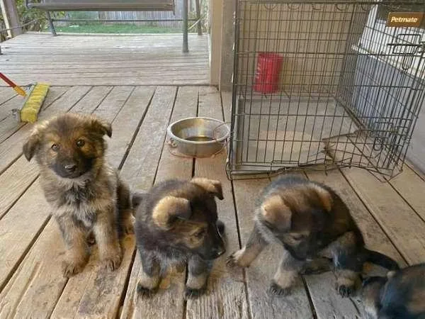 German Shepherd Puppies