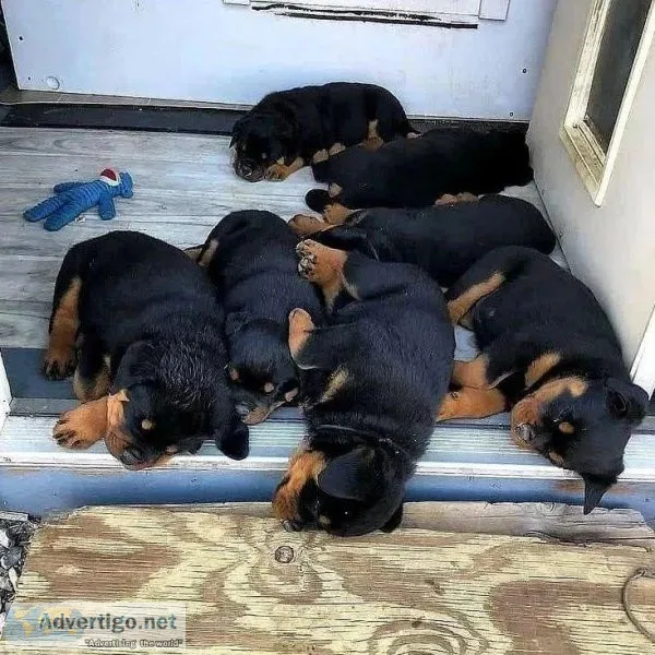 Special little Rottweiler puppies