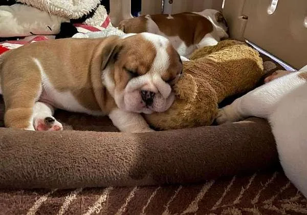 English Bulldog Puppies for Sale