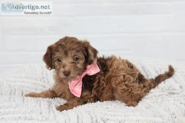 Beautiful Long Haired Dachshund Puppies.