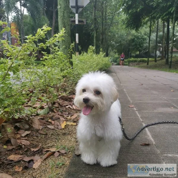 Two Teacup Maltese Puppies Needs a New Family