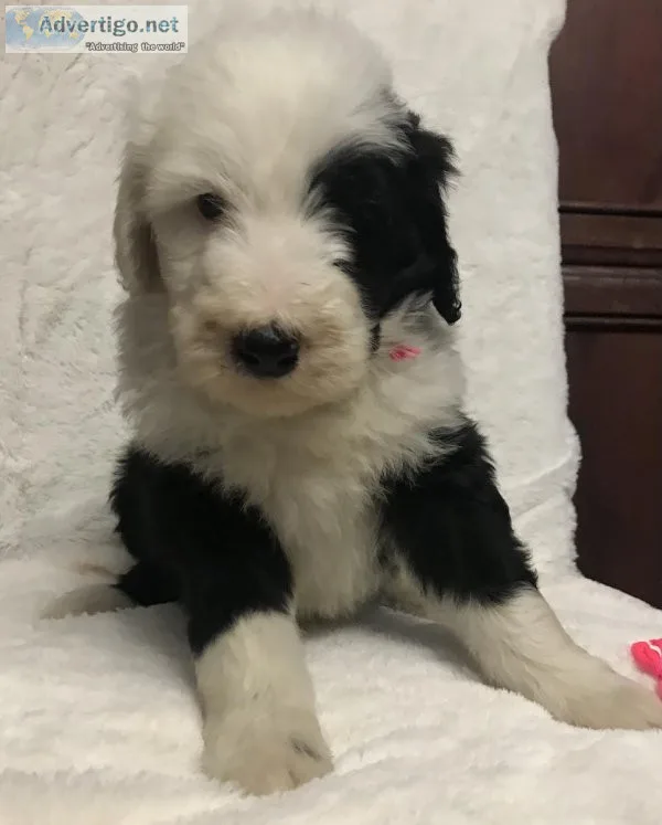 Sheepadoodle PuppiesStandard Poodle Puppies
