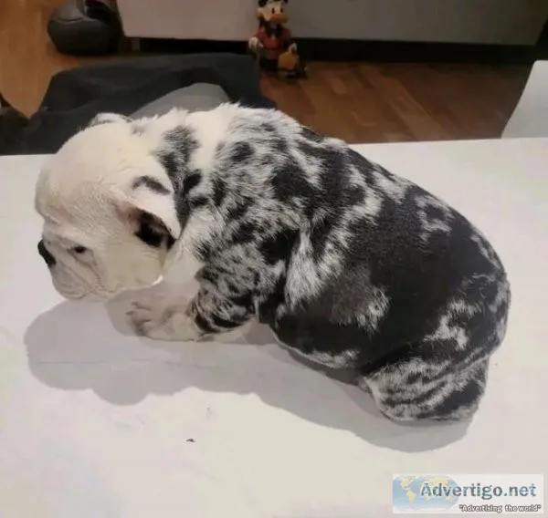 English bulldog for sale