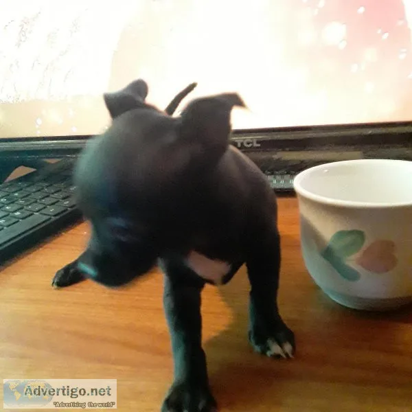 6 WEEK OLD LOVING TEA CUP