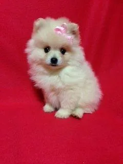 Maltipoo (Maltese Poodle)