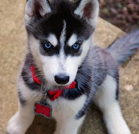 Husky puppy available now.