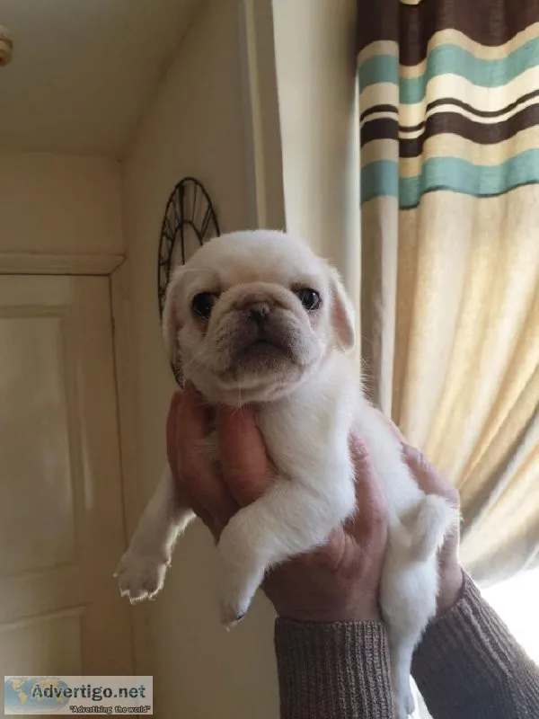 Pure White Pug Puppies REDAY NOW