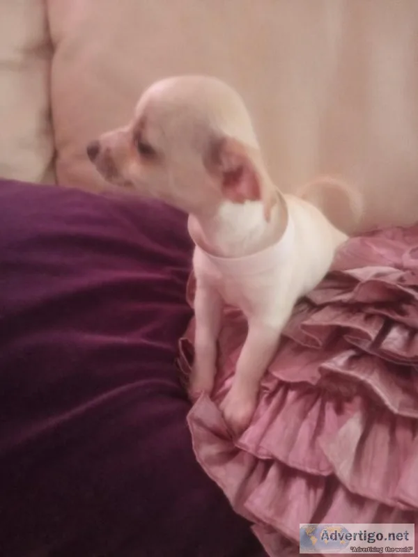 Chihuahua puppies