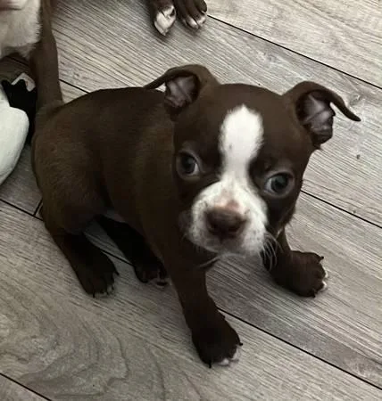 Adorable Boston terrier puppies