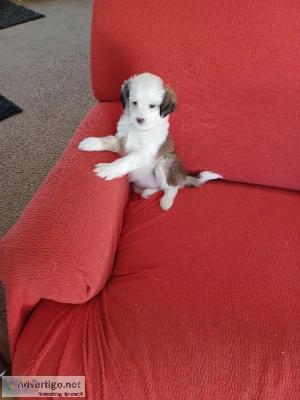 Chihuahuapoodle