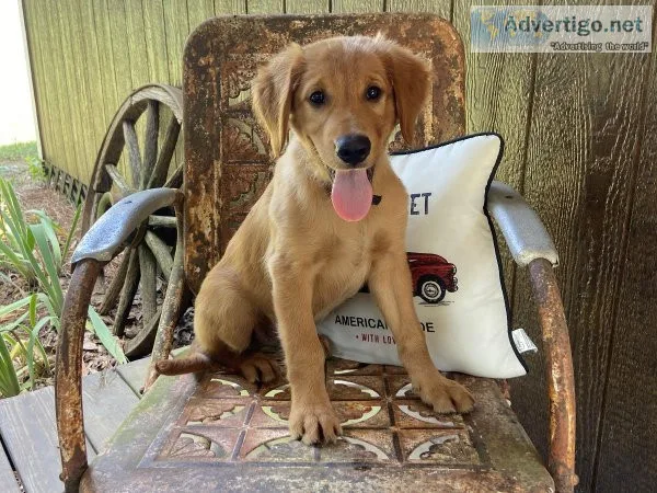 Golden Retriever