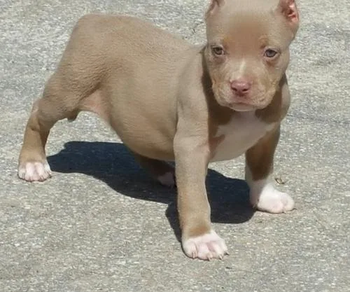 AKC American Pit Bull Terrier Puppies