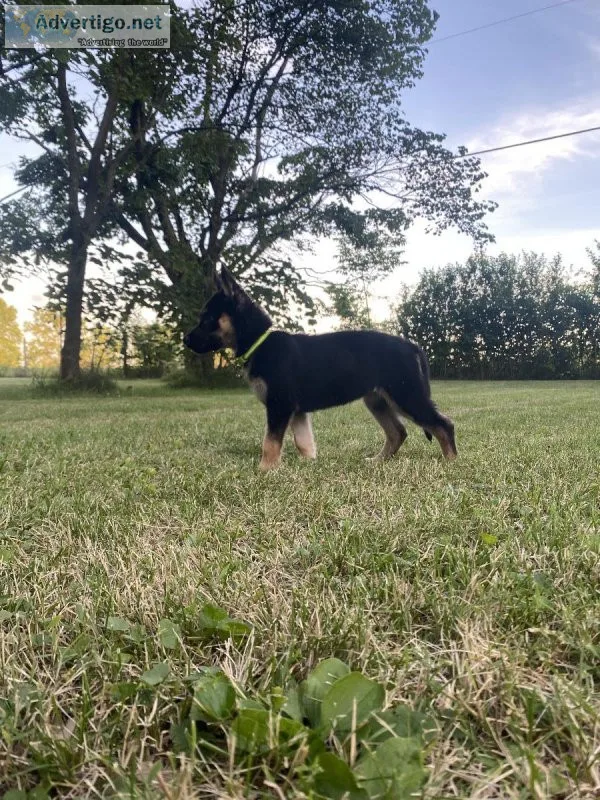 German Shepherd Husky