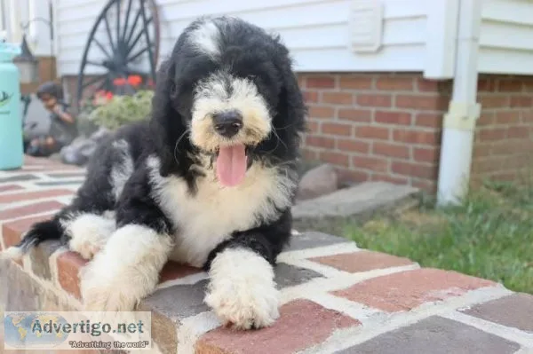 Dusty Male F1b Middy to Mini Sheepadoodle
