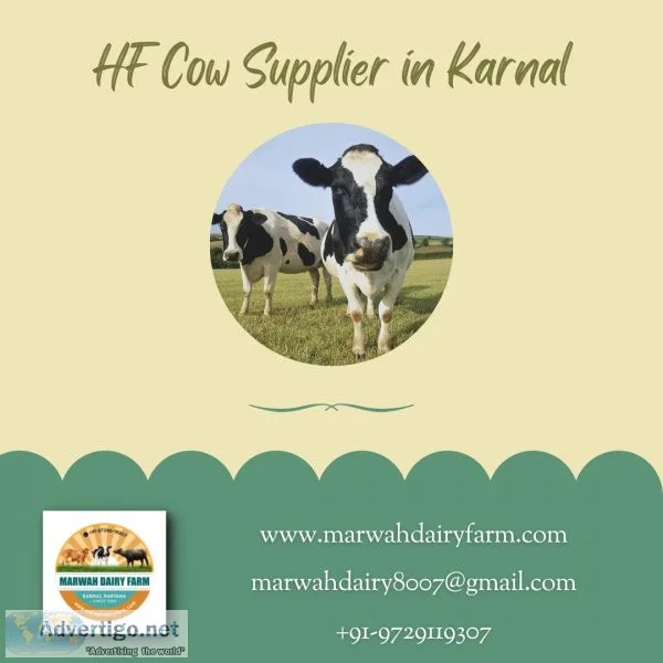 Hf cow supplier in karnal | marwah dairy farm