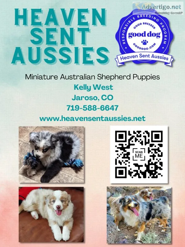 Miniature Australian Shepherds