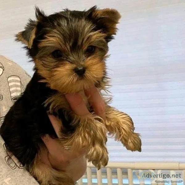 Outstanding teacup Yorkshire terrier puppies for sale