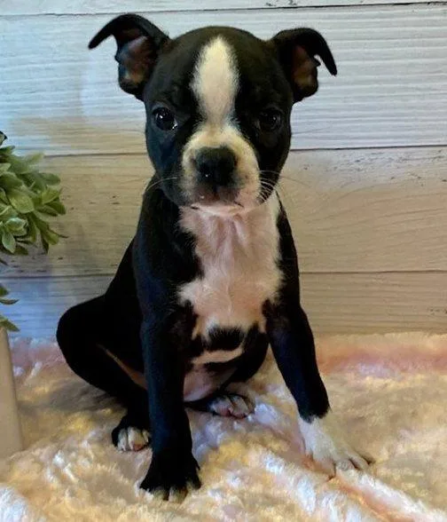 AKC Boston Terrier puppies For Sale