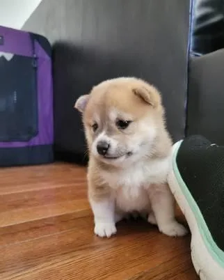 VXXT Shiba inu