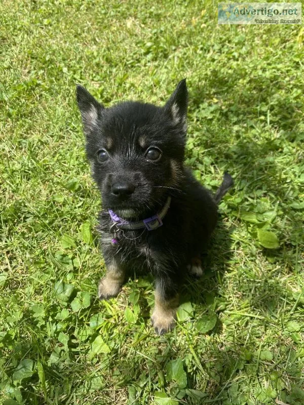 German Shepherd Husky Mix