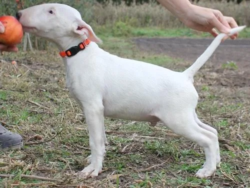 AKC Standard Size Bull Terrier puppies