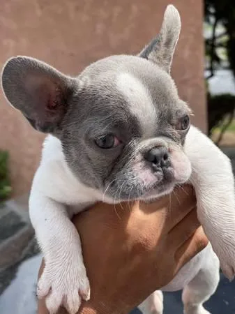 Lovely French bulldog Puppies