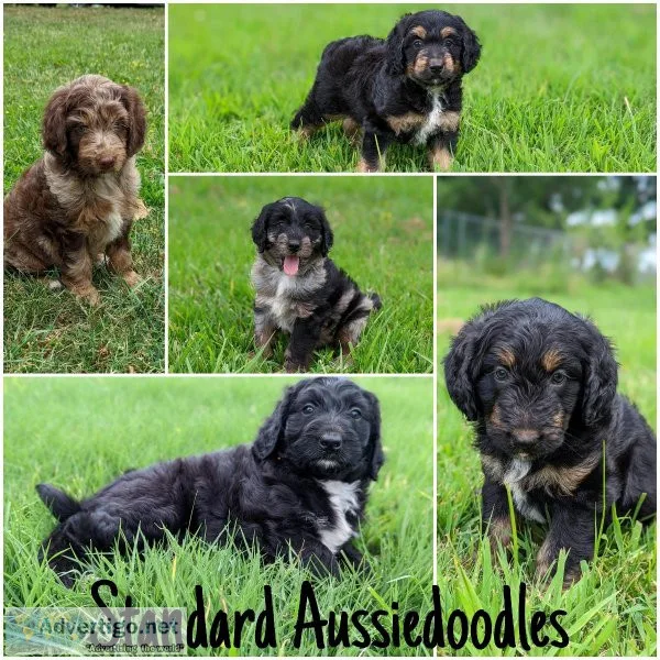 Standard Aussiedoodles