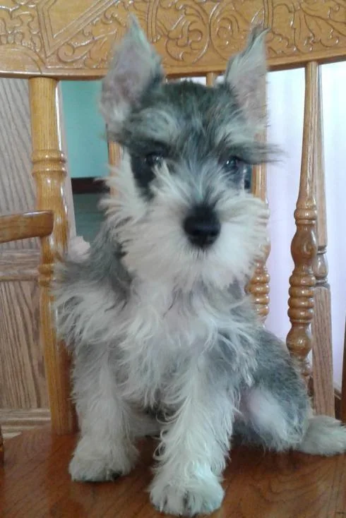 Miniature Schnauzer Puppies