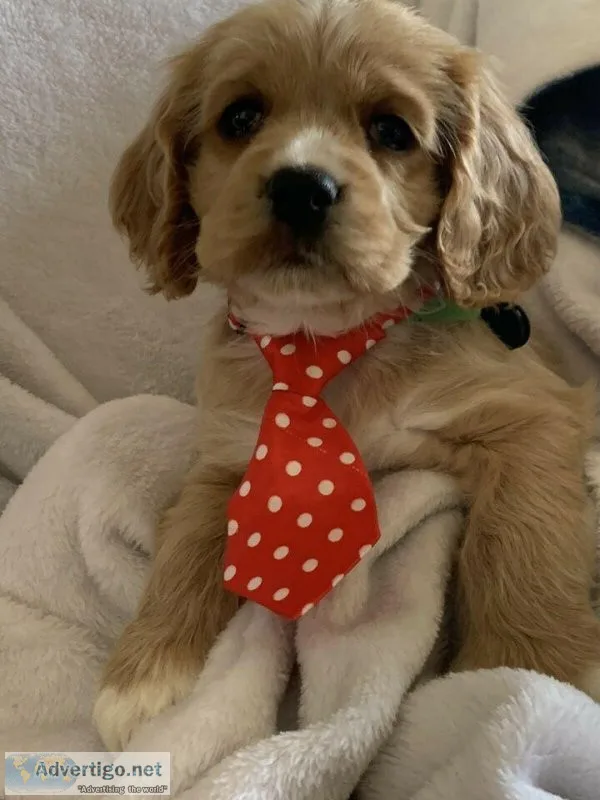 Toy cavapoos