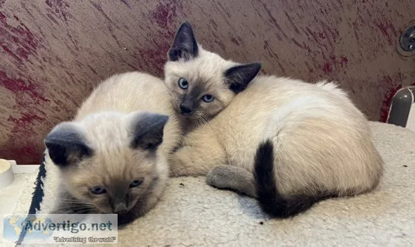 Little Siamese kittens