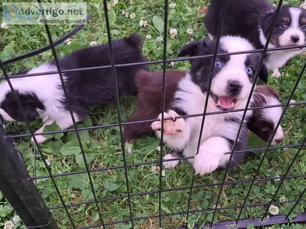 Aussie pups