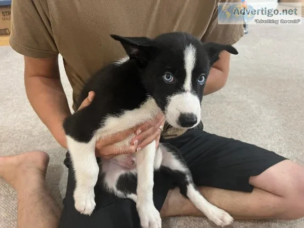 Border CollieHusky Puppies