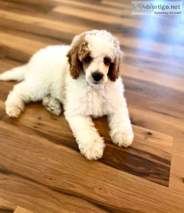 Adorable Goldendooodle pups for sale