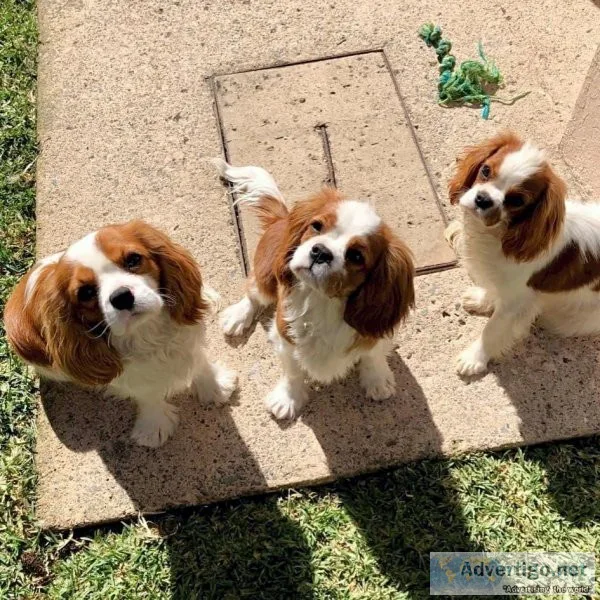 cavalie king Charlse spaniel