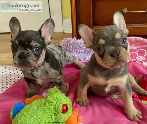 French Bulldog Puppy