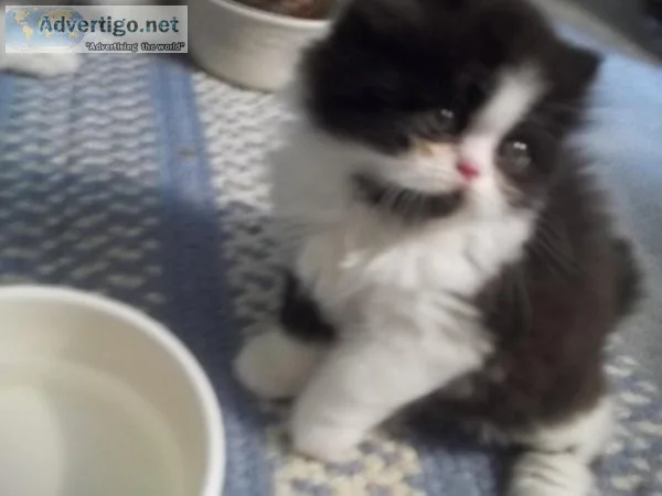 FANTASTIC PERSIAN KITTENS