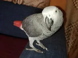 Super Cuddly Very Tame Talking African Grey