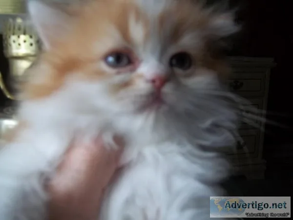 AFFORDABLE PERSIAN  KITTENS