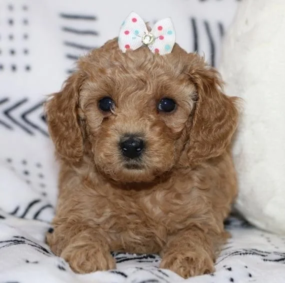 standard poodle