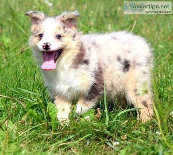 AKC Australian Shepherds Puppies.