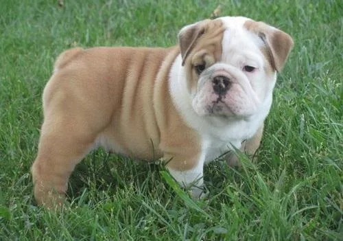 English Bulldog Puppies Rehoming