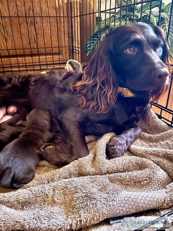 Register Borkin Spaniel puppies