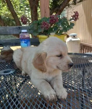 DXXVI Golden Retrievers Puppies