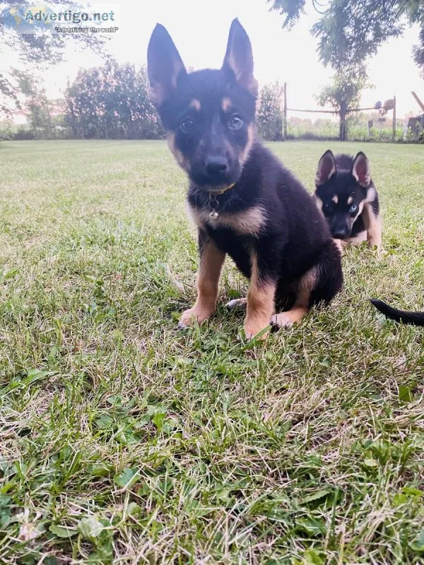 German Shepherd Husky Mix