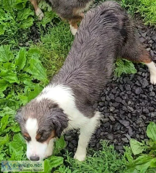 Mini Aussies  Adults and Pups available