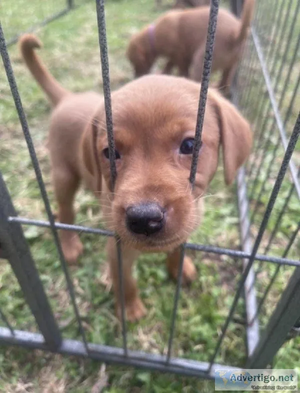 Dog for sale